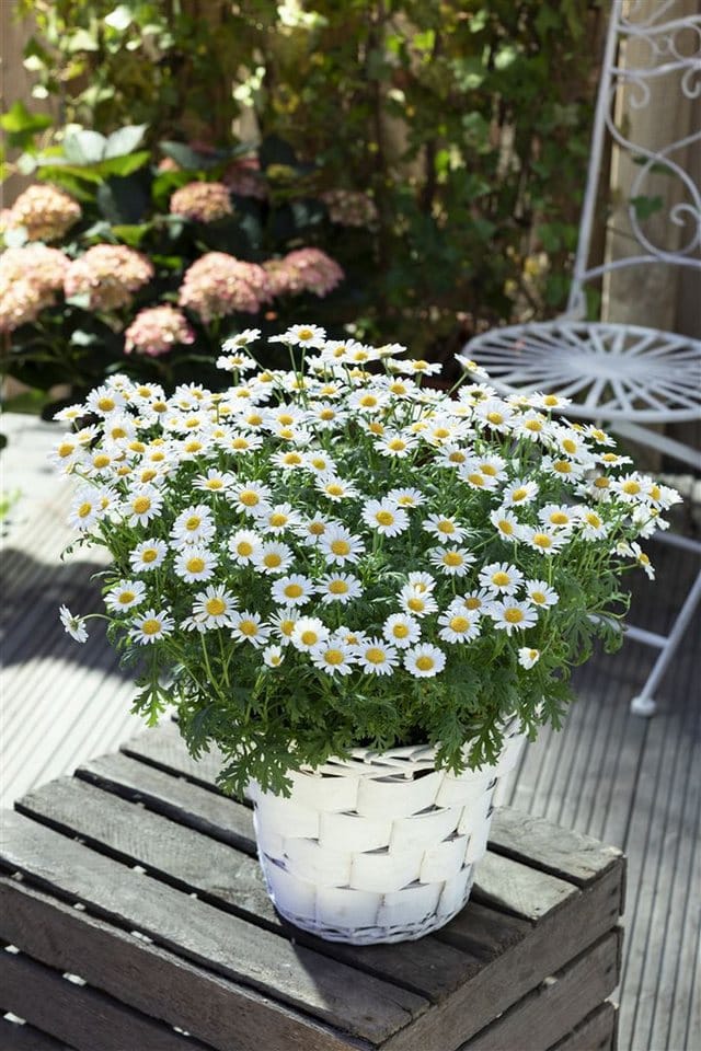 Leucanthemum Vulgare Wiesenmargerite Ca. 9x9 cm Topf