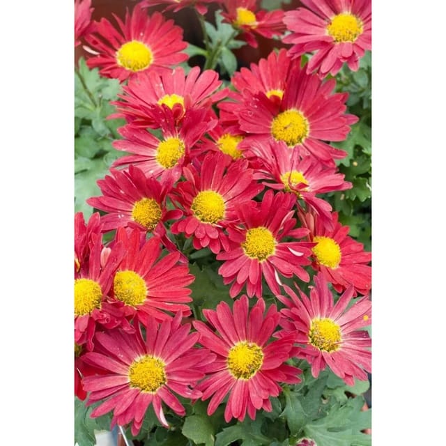 Chrysanthemum Zawad.'Duchess Of Edinburgh' Gartenchrysantheme Ca. 9x9 cm Topf