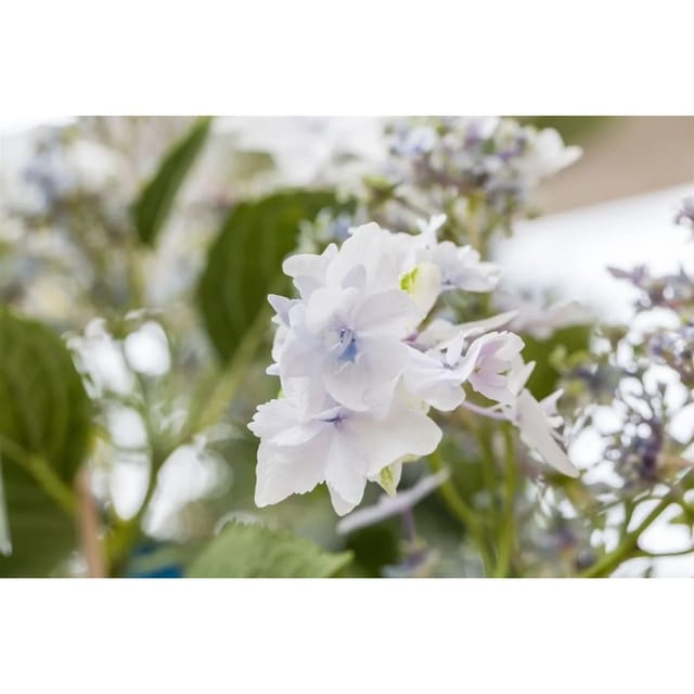 Hydrangea Mac. 'Fireworks White' Hortensie 30-40 cm