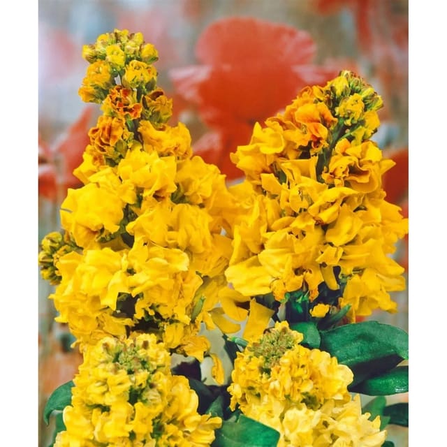 Erysimum Cheiri Goldlack Yellow Bird Ca. 9x9 cm Topf