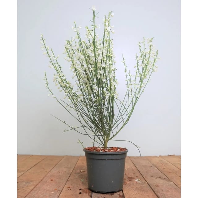 Cytisus Praecox Elfenbeinginster White Lion 40-60 cm
