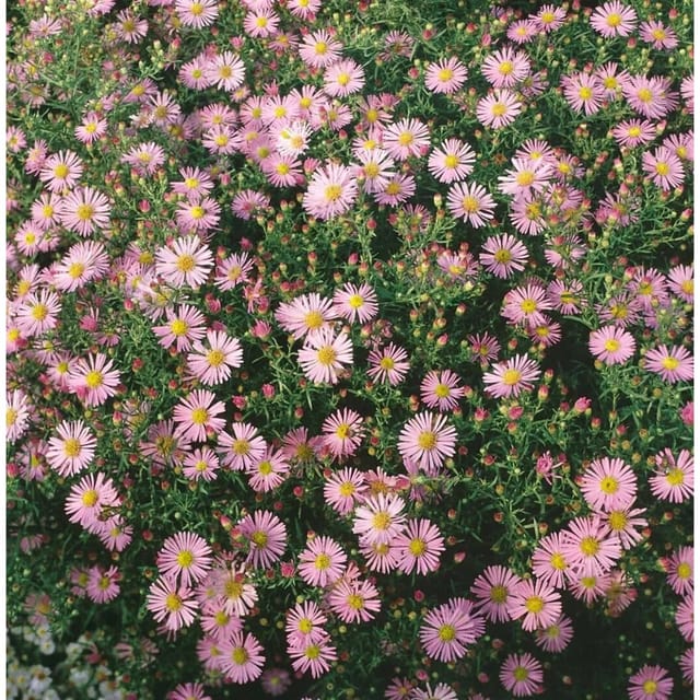 Aster Ericoides Myrtenaster Pink Cloud Ca. 9x9 cm Topf