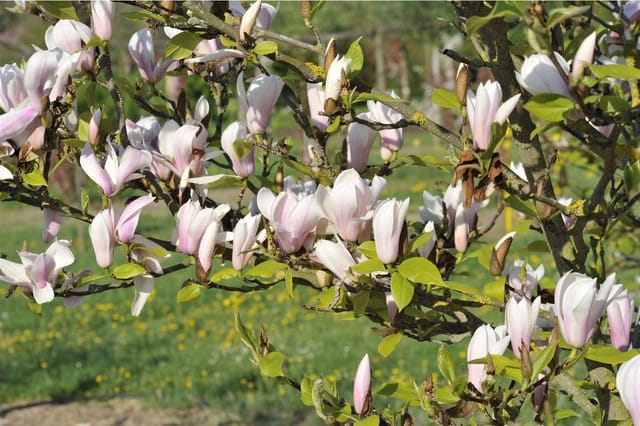 Magnolia Soulangiana Tulpenmagnolie Heaven Scent 40-60 cm
