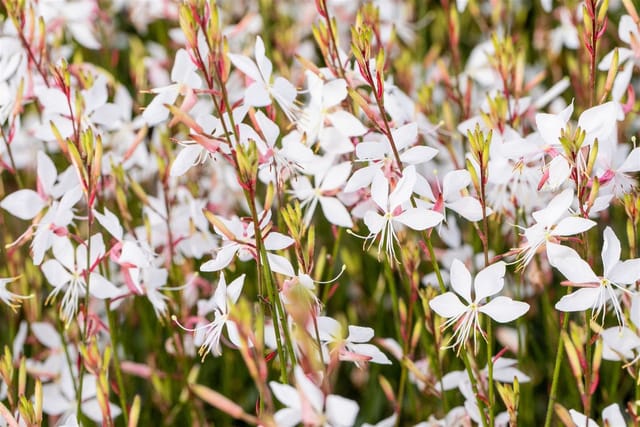 Gaura Lindheimerii Prachtkerze Weiß Ca 11x11 cm Topf