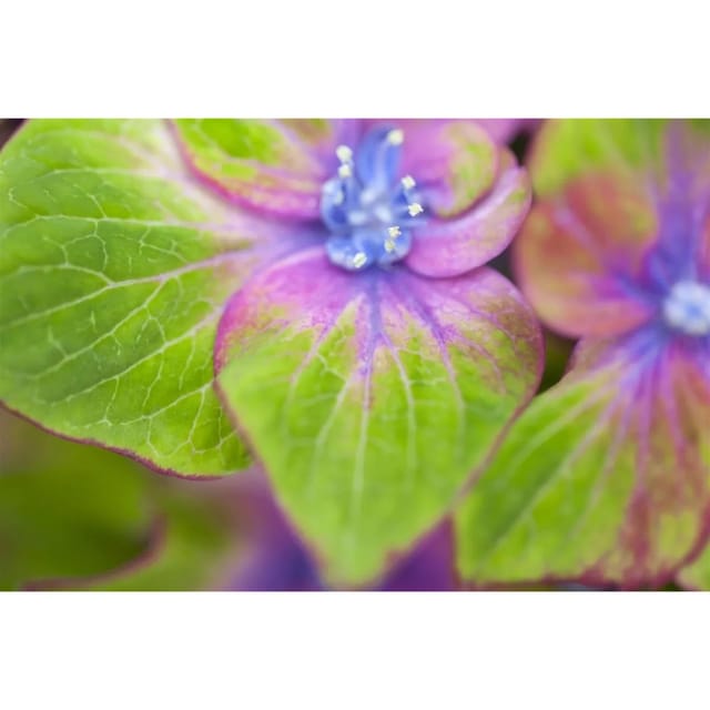 Hydrangea Mac. Bauernhortensie Saxon® Schloß Wackerbarth® 30-40 cm