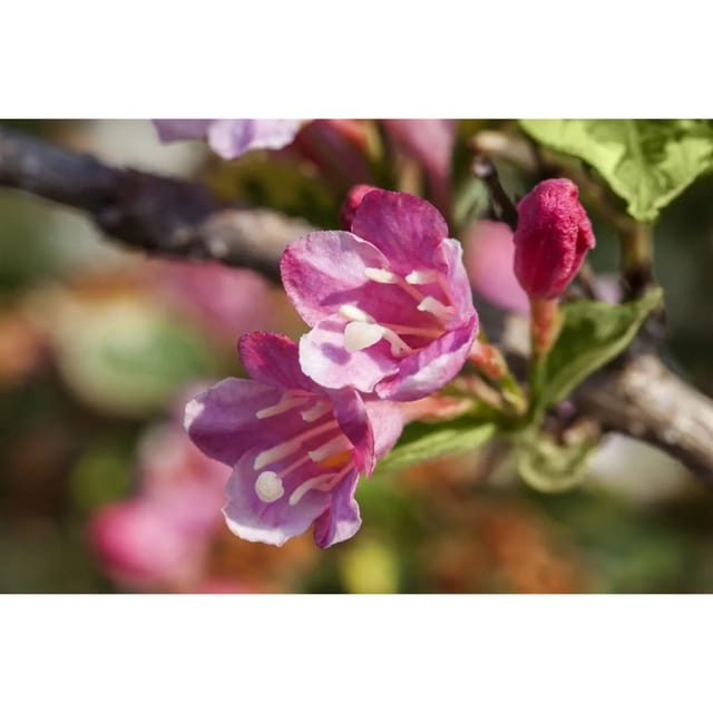 Weigela 'Styriaca' Weigelie 60-100 cm
