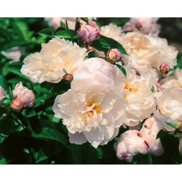 Paeonia Lactiflora Pfingstrose 'Lady Alexandra Duff' Ca. 11x11 cm Topf