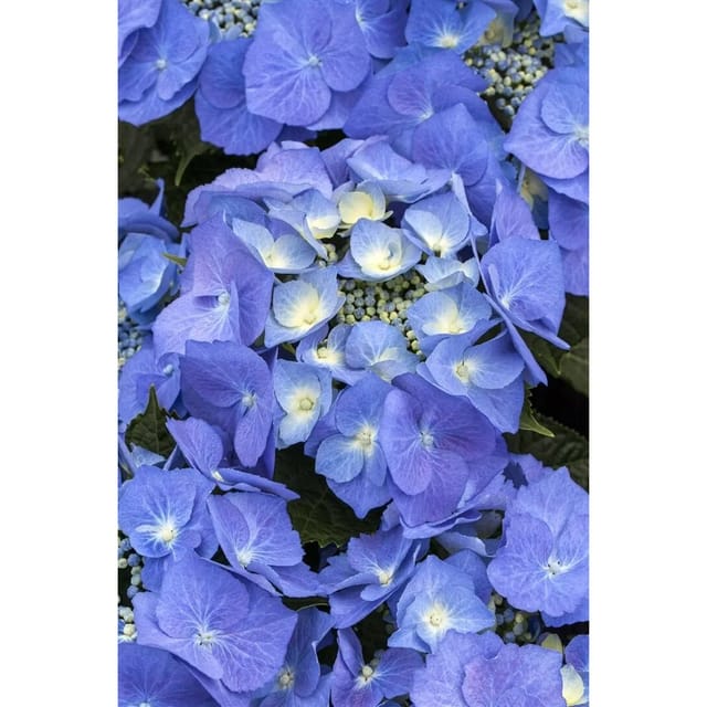 Hydrangea Macrophylla Bauernhortensie 30-40 cm