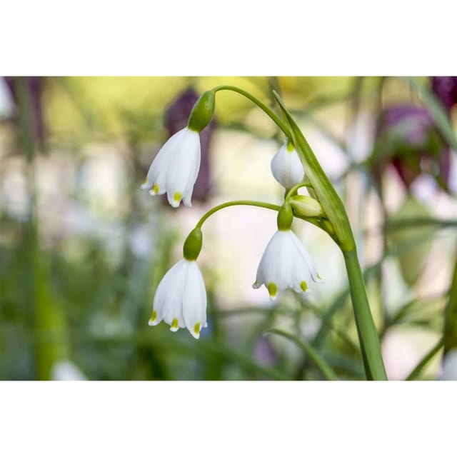 Leucojum Aestivum Sommer-Knotenblume Ca. 11x11 cm Topf