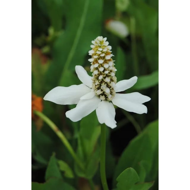 Anemopsis Californica Yerba Mansa Ca 11x11 cm Topf