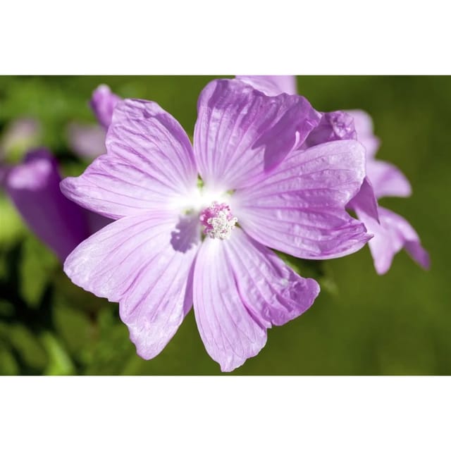 Malva Moschata Moschusmalve Rosa Ca 9x9 cm Topf