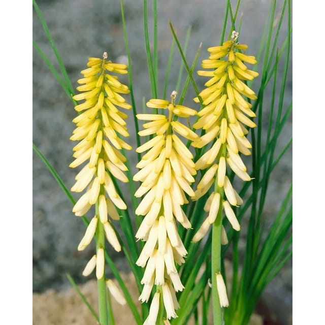 Kniphofia Uvaria Fackellilie Little Maid Ca 11x11 cm Topf