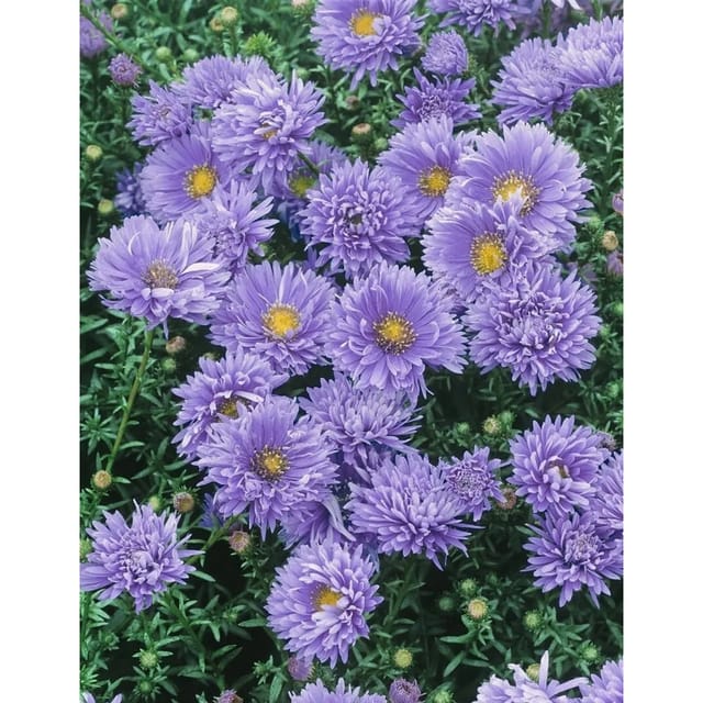 Aster Novi-Belgii Glattblatt-Aster Marie Ballard Ca 11x11 cm Topf