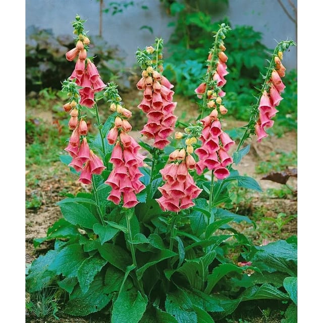 Digitalis X Mertonensis Großblütiger Fingerhut Ca. 11x11 cm Topf