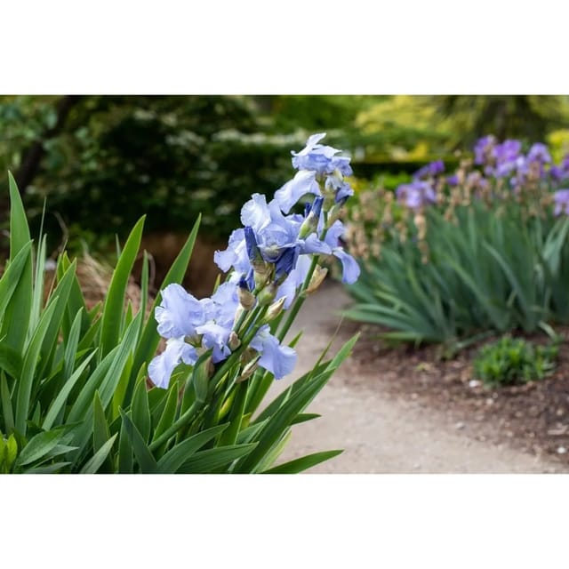 Iris X Barb.-Elat. Schwertlilie Hellblau Ca. 11x11 cm Topf