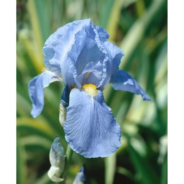 Iris X Barb.-Elat.'Empress Of India' Schwertlilie Ca. 11x11 cm Topf