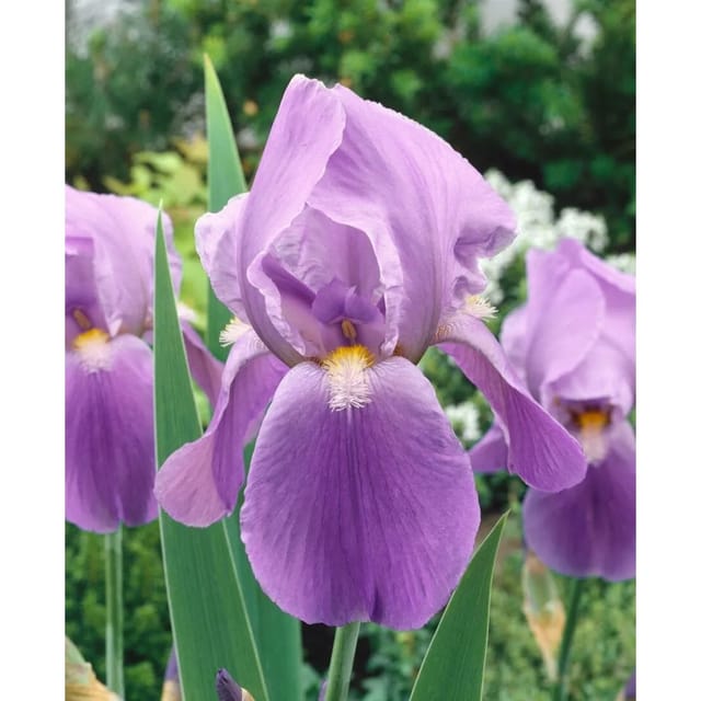 Iris X Barb.-Elat.'Blue Rhythm' Schwertlilie Ca. 11x11 cm Topf