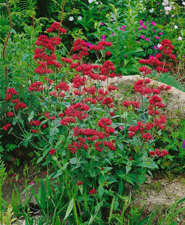 Centranthus Ruber Rote Spornblume Ca. 9x9 cm Topf