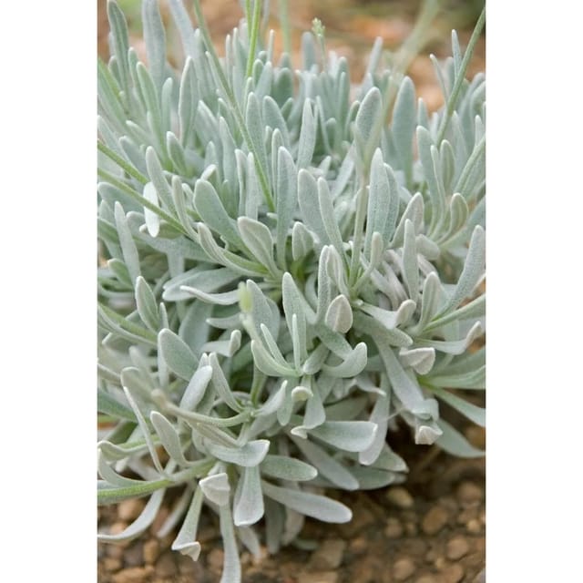Lavandula Latifolia Speiklavendel Ca. 9x9 cm Topf
