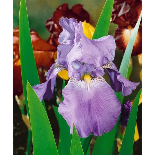 Iris X Barb.-Elat.'Harbor Blue' Schwertlilie Ca. 11x11 cm Topf
