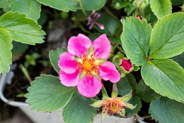 Fragaria X Ananassa Erdbeere Lipstick R Ca 9x9 cm Topf