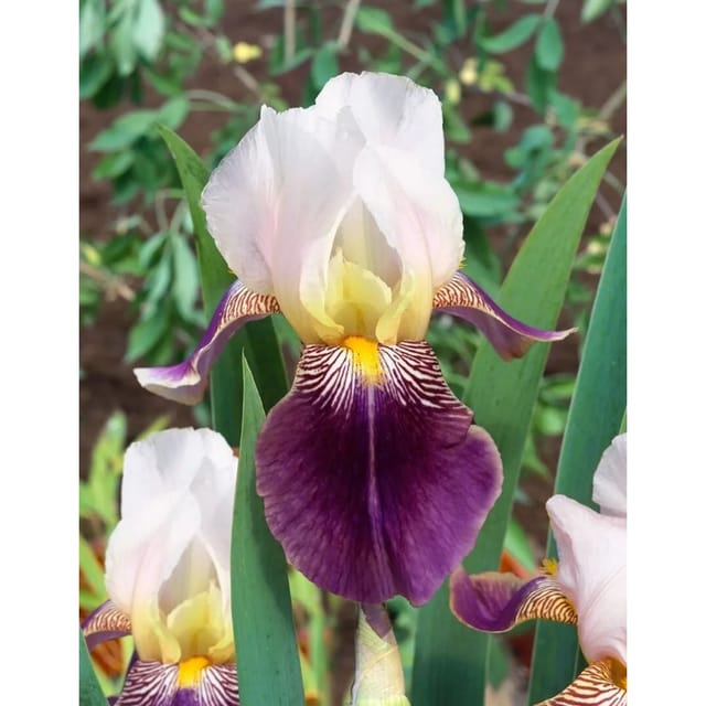 Iris X Barb.-Elat.'Salonique' Schwertlilie Ca. 11x11 cm Topf