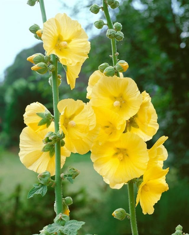 Alcea Ficifolia Stockrose Ca. 9x9 cm Topf