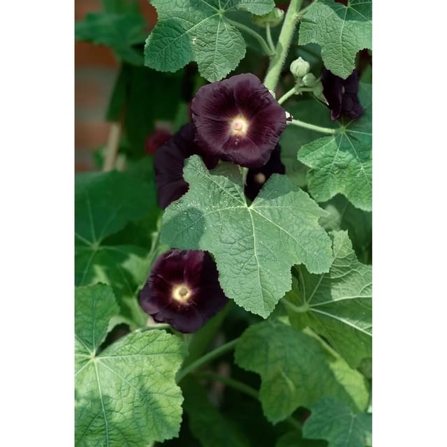 Alcea Rosea Stockrose Nigra Ca. 9x9 cm Topf