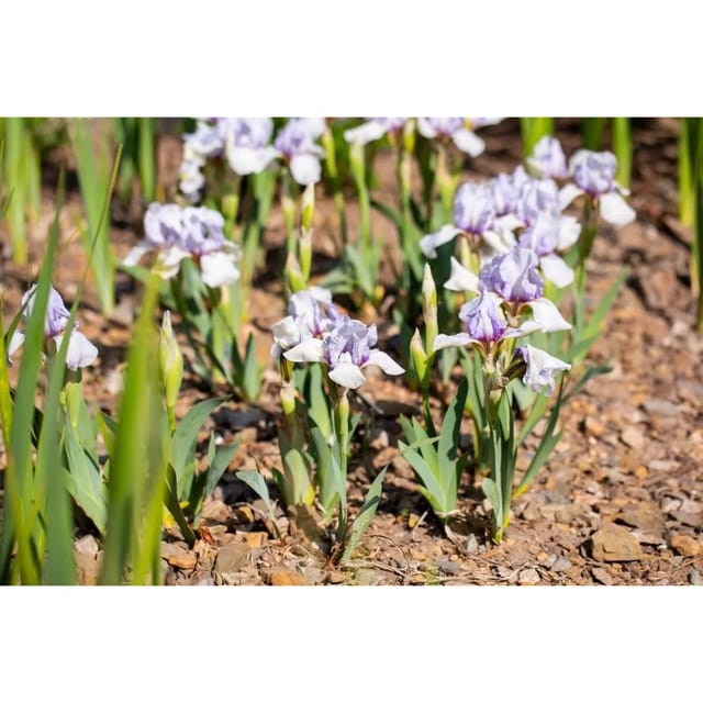 Iris X Barb.-media Sibirische Schwertlilie Ca. 11x11 cm Topf