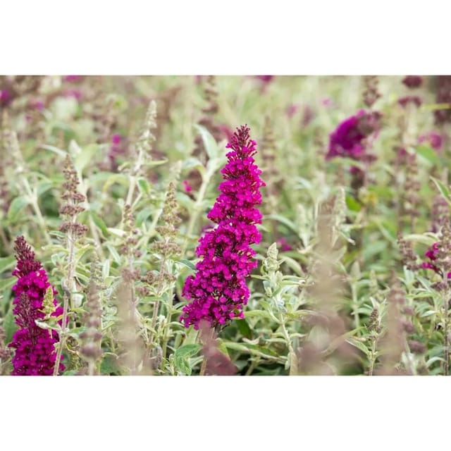 Buddleja Davidii Schmetterlingsstrauch Buzz Magenta 40-60 cm