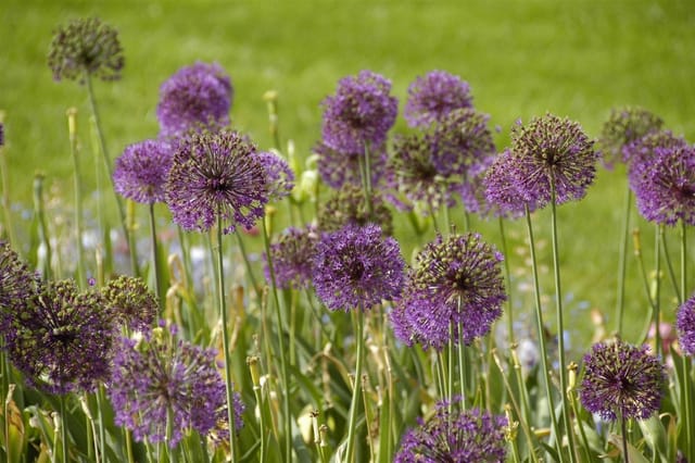 Allium Giganteum Riesenlauch 2-3 Liter Container