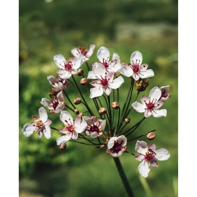 Butomus Umbellatus Schwanenblume Ca 9x9 cm Topf