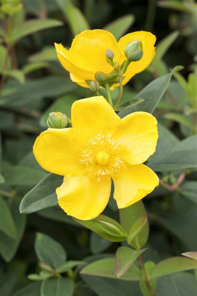 Hypericum 'Hidcote' Johanniskraut 40-60 cm