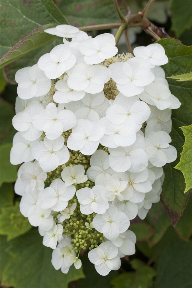 Hydrangea Quercifolia Eichenblatthortensie Snowflake 40-60 cm