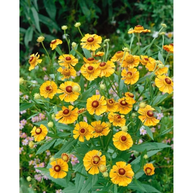Helenium X Cult.'Goldrausch' Sonnenbraut Ca. 11x11 cm Topf