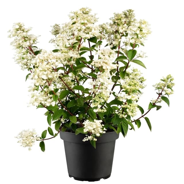 Hydrangea Paniculata Rispenhortensie Wims Red S 40-60 cm