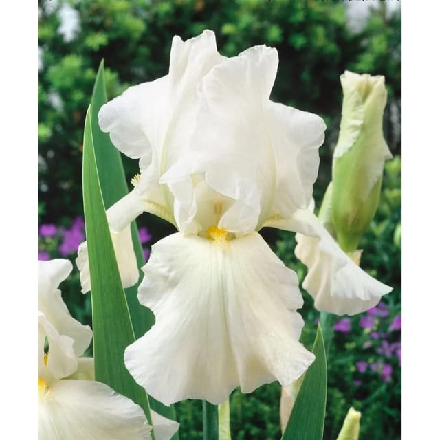 Iris X Barb.-Elat.'Bianca' Schwertlilie Ca. 11x11 cm Topf