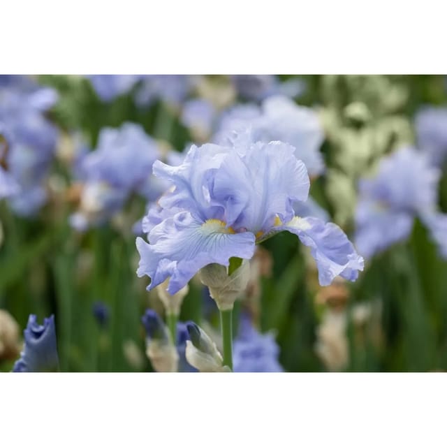 Iris X Barb.-Elat.'Babbeling Brook' Schwertlilie Ca. 11x11 cm Topf