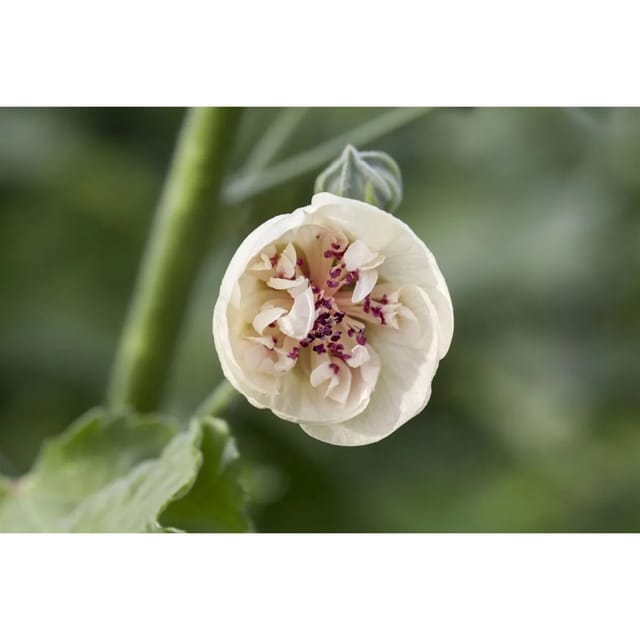 Alcea X Hybrida Stockrose Ca 11x11 cm Topf