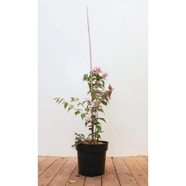 Kolkwitzia Amabilis Perlmuttstrauch Pink Cloud 40-60 cm