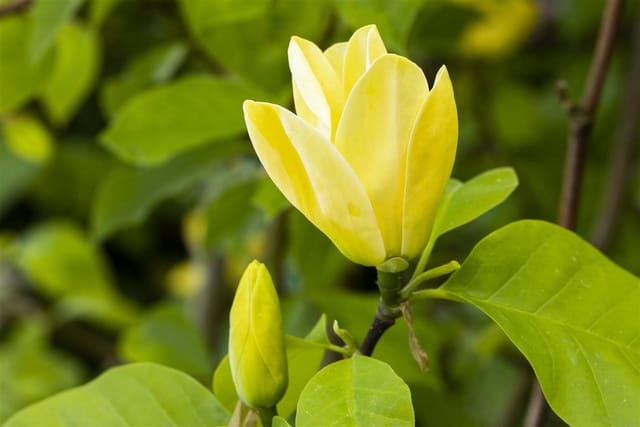 Magnolia 'Daphne' Magnolie 60-80 cm