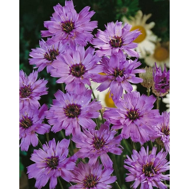Catananche Caerulea Rasselblume Ca 9x9 cm Topf