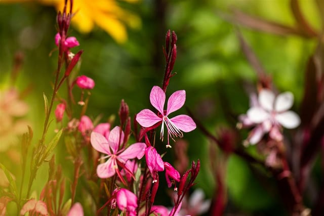 Gaura Lindheimerii Prachtkerze Cherry Brandy Ca 11x11 cm Topf