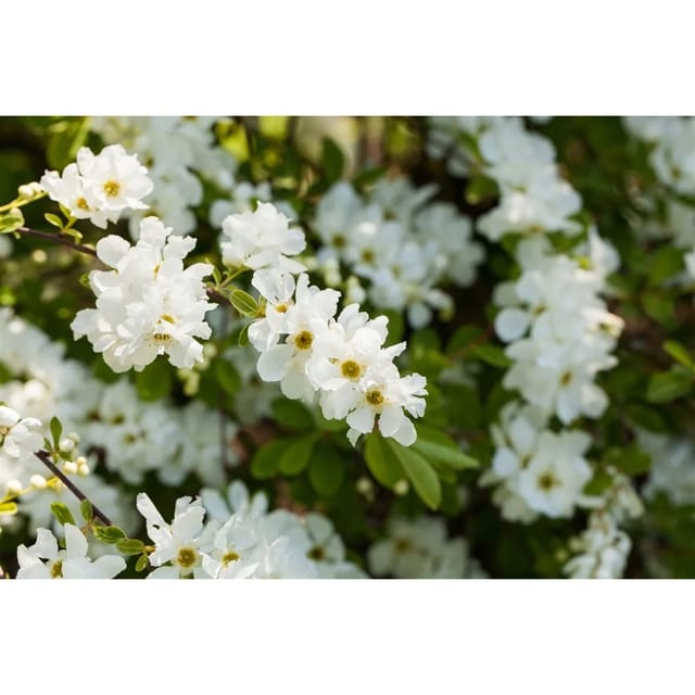Exochorda Macrantha Perlmuttstrauch 60-80 cm