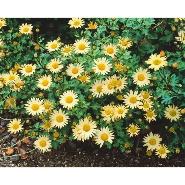 Chrysanthemum Arcticum-Hyb. Schwefelglanz Gartenchrysantheme Ca. 9x9 cm Topf