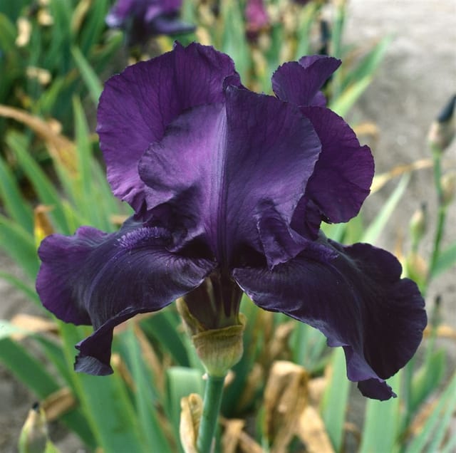 Iris X Barb.-Elat. Schwertlilie Night Owl Ca. 11x11 cm Topf