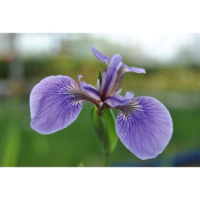 Iris Sibirica Sibirische Schwertlilie Perrys Blue Ca 9x9 cm Topf