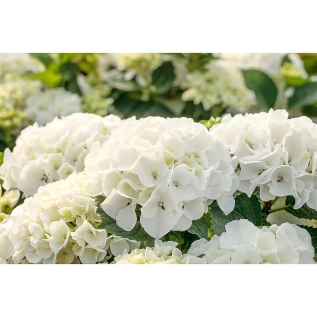 Hydrangea Mac. Bauernhortensie Bianco 40-60 cm