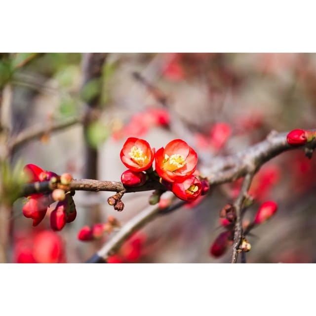 Chaenomeles 'Fire Dance' Zierquitte 40-60 cm