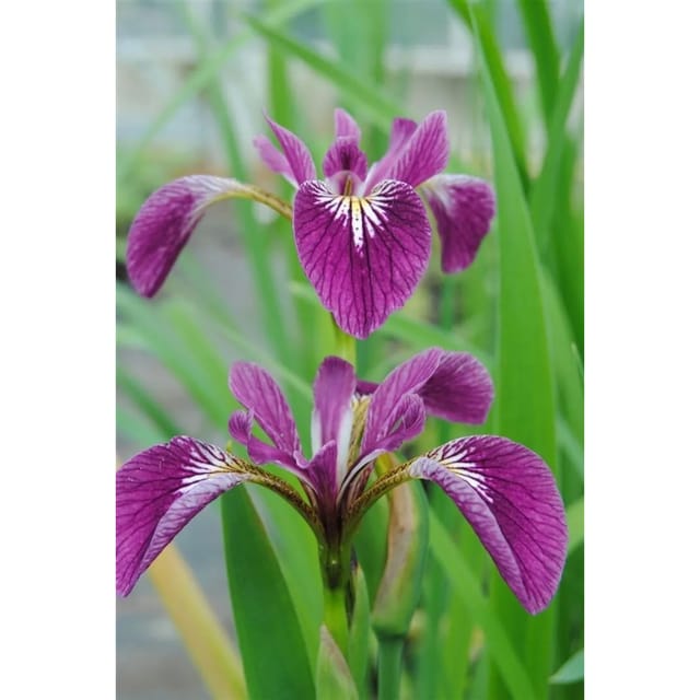 Iris Versicolor Sumpf-Schwertlilie Gen Ca 9x9 cm Topf